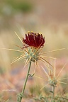 Flockenblume (Centaurea pubescens)